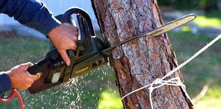 Professional Tree Care in Potomac Heights, MD