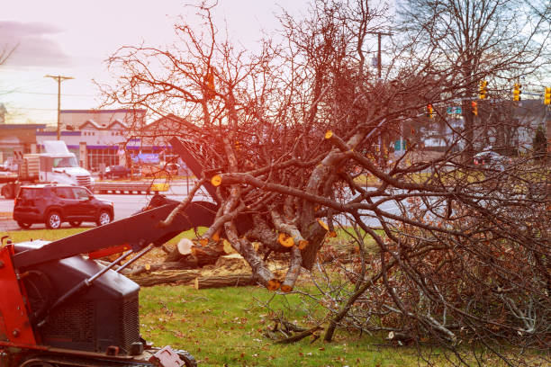 How Our Tree Care Process Works  in  Potomac Heights, MD